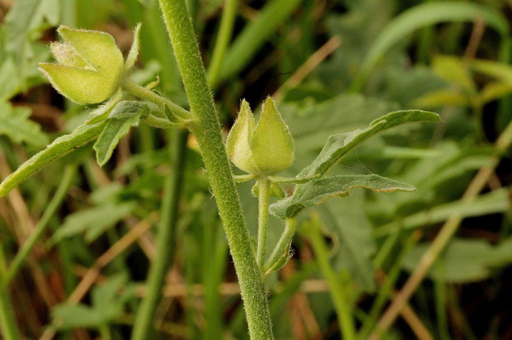 Malva alcea